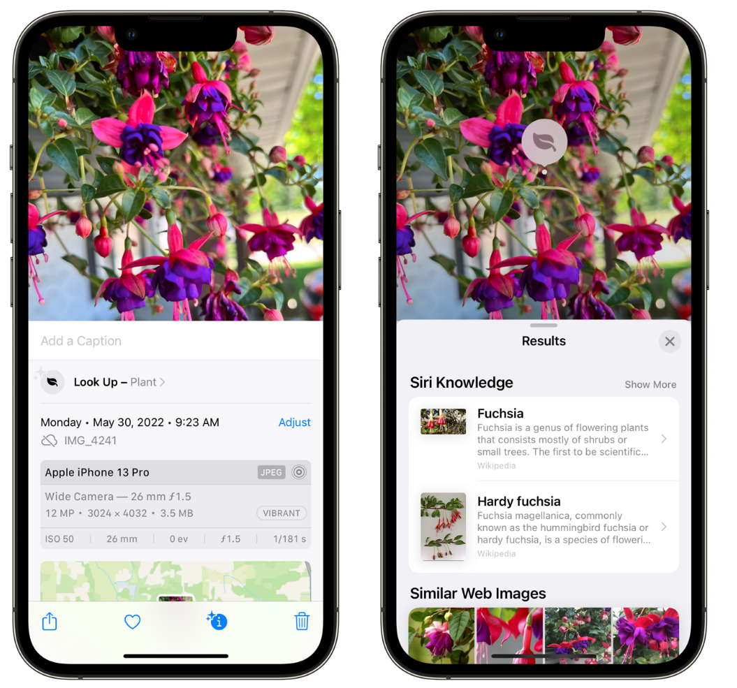 襄阳苹果手机维修分享小技巧：使用 iPhone 相机识别花卉植物 